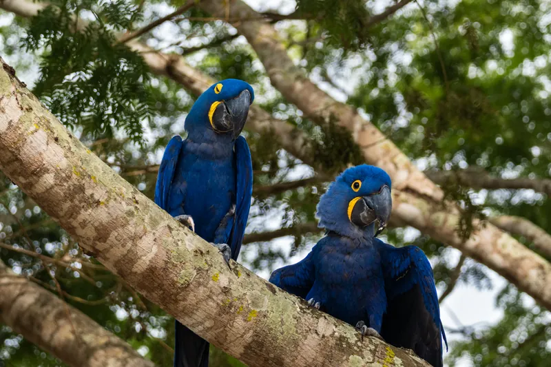 Duas araras-azuis (arara-hiacinta) pousadas em um galho na mata do Pantanal