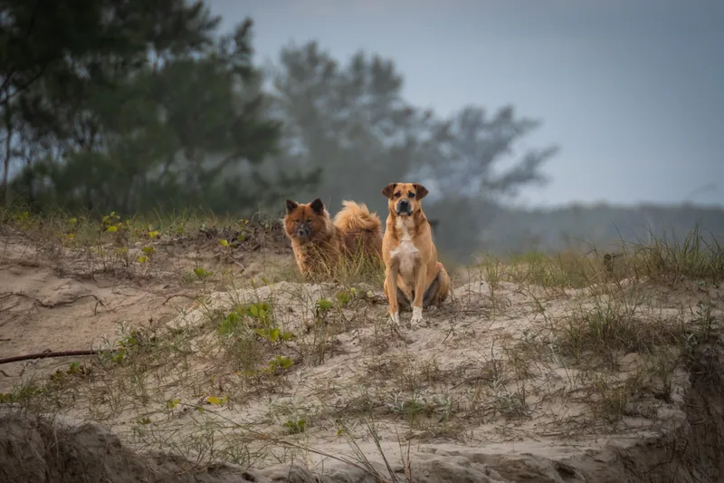 Dois cães sobre uma duna de areia em manhã de neblina no litoral