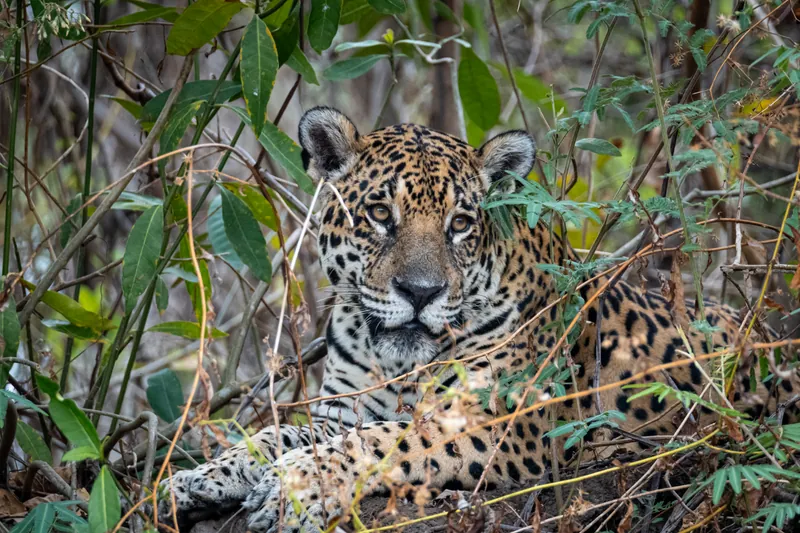 Onça-pintada deitada entre a vegetação, observando atentamente por entre os galhos