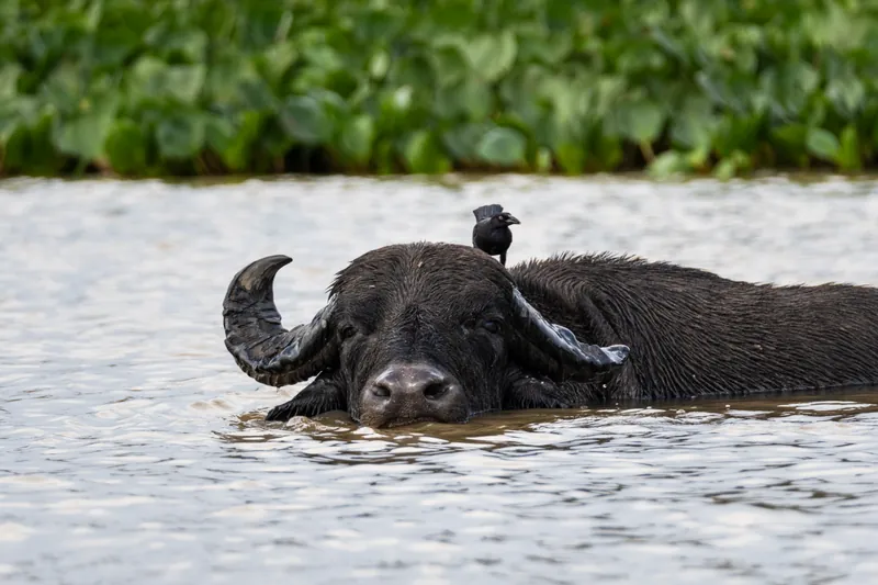 Búfalo submerso em um rio do Pantanal, com um pássaro pousado sobre sua cabeça