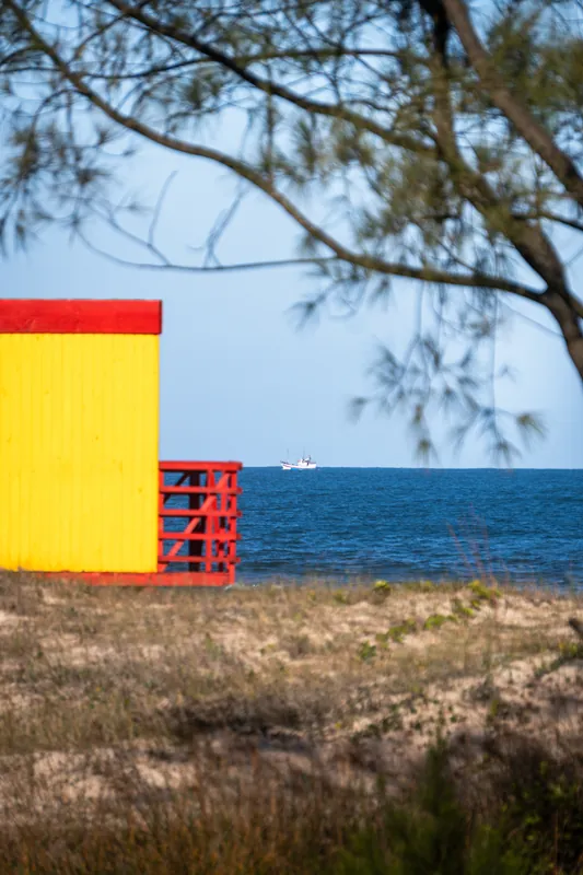 Guarita de salva-vidas amarela e vermelha emoldurada por galhos de casuarina, com um barco de pesca no horizonte