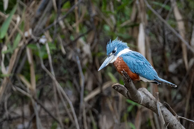 Martim-pescador-grande empoleirado em um galho, com a crista erguida e a plumagem azul e laranja em destaque
