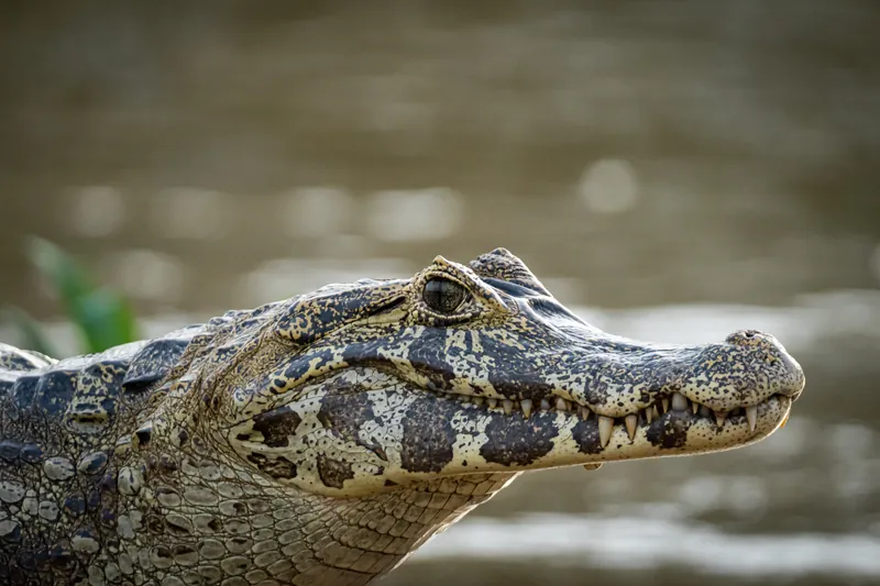 Close-up da cabeça de um jacaré-do-pantanal, com detalhes da pele e dos dentes à mostra