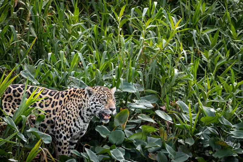 Onça-pintada rosnando enquanto avança pela vegetação às margens de um rio no Pantanal