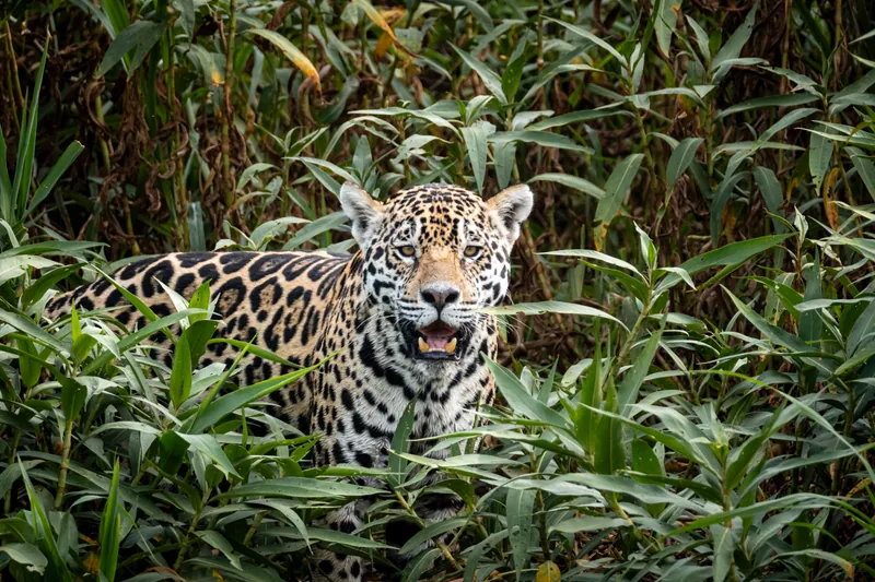 Onça-pintada olha diretamente para a câmera com a boca entreaberta, entre a vegetação do Pantanal