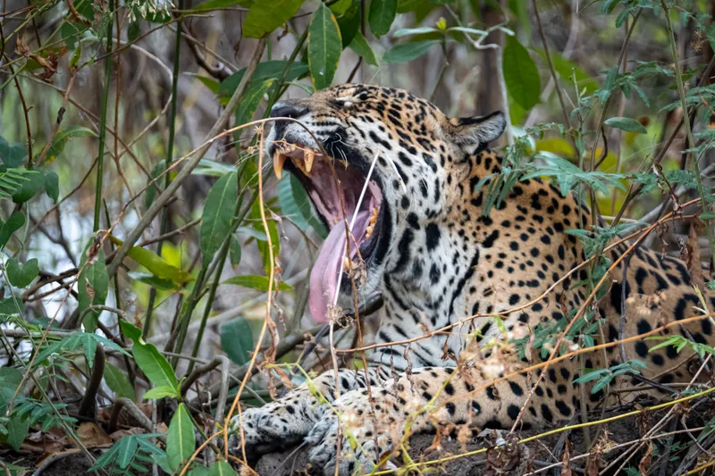 Onça-pintada rugindo com a boca bem aberta, mostrando as presas e a língua