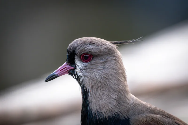 Retrato em close de um quero-quero, ave símbolo do Pampa gaúcho