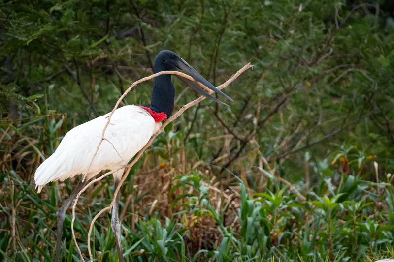 Tuiuiú, ave símbolo do Pantanal, carregando no bico um galho para a construção do ninho