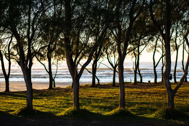 Silhuetas de árvores nativas na restinga com o mar ao fundo, durante o entardecer no litoral gaúcho