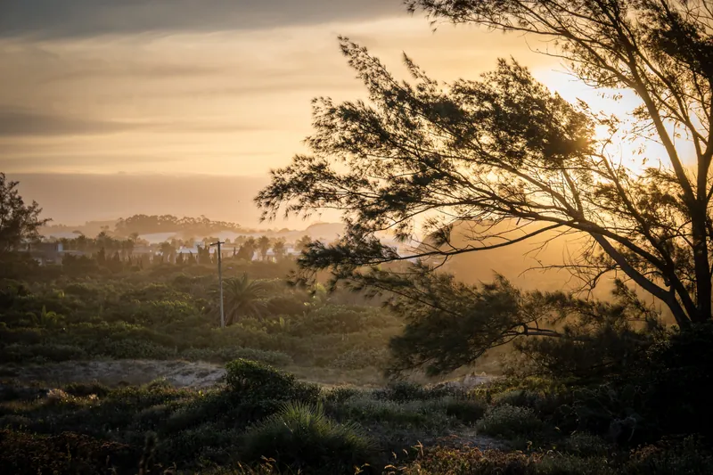 Luz dourada do pôr do sol atravessando a vegetação de restinga e dunas no litoral de Torres (RS)